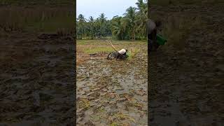 si mbah dengan santai nya menghidupkan traktor sawah #shorts  #mesintraktor