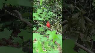 Scarlett Tanager #birdspecies #birdsounds #littleriversc