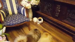 New pekingese figure on the floor