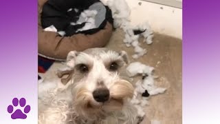 Guilty Dogs and Destructive Pets