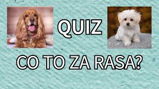 Quiz: rasy psów