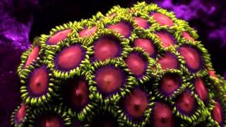 orange yellow skirt zoas