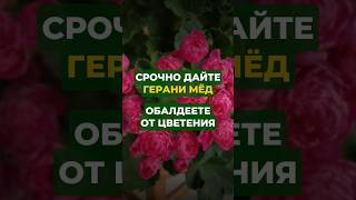 1 ложка меда и герань зацветет #цветы #сад