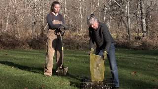 How To Naturalize Daffodils in Grass