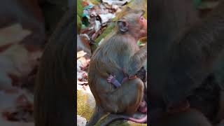 Ep383. Adorable Monkey Has the Cutest Reaction to Meeting a New Friend