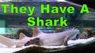 Local Aquarium Shop Tour