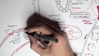 Part II   Mucosal Immunity