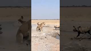 wild dogs attack lion | lion vs dog | the power of unity #wilddogs #shorts #youtubeshorts #ytshorts