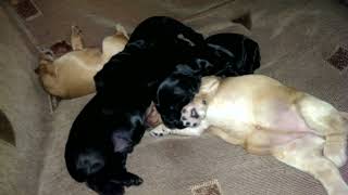 Sleeping beauties (Cocker Spaniel Puppies)