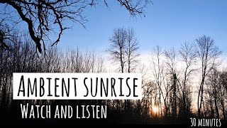 AMBIENT Springtime Sunrise - Forest Sounds