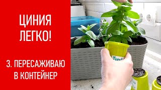 ЦИНИЯ - ЛЕГКО! Пересаживаю цинию в контейнер