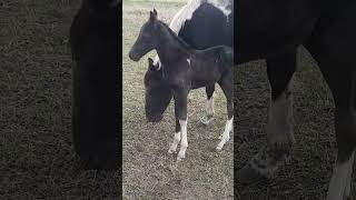 newborn baby foal video | horse with young foal | horses videos for children | horses videos