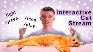 PLAY WITH A CAT AND FEED IT ONLINE – real time changes