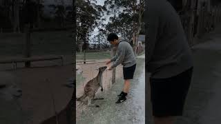 Feeding Kangaroo #viralvideo #viralshorts #trending #shorts #viral