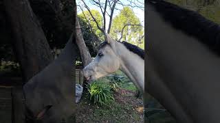 I Will See You Again 🥹💔 #short #shorts #horse #cute #sad