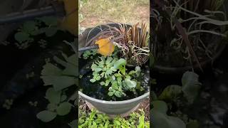 Patio container pond aquascape