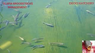 Tilapia Broodstocks Management (Episode 11) Breeding Tilapia and Incubation Process