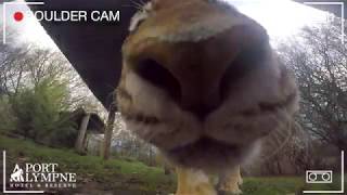 Boulder Cam's 2nd Adventure In With An Amur Tiger! | Port Lympne Hotel & Reserve