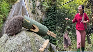 Make mouse traps with bamboo pipes, cook and survive alone in the forest