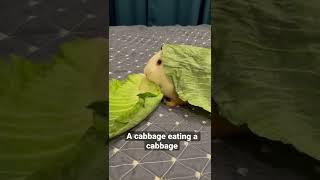 A cabbage eating a cabbage🥬 😋Cute and funny animal eating /ASMR