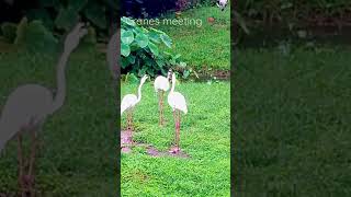 Cranes meeting