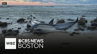 Hundreds of dolphins in search of food getting stranded off coast of Cape Cod