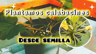 Plantamos los CALABACINES 🥒 en TIERRA | Desde SEMILLA