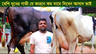 বেশি দুধের বিগ সাইজের গাভী যে কারনে কম দামে দিবেন আসাদ ভাই dairy farm