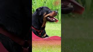 3 Facts About Rottweiler #shorts