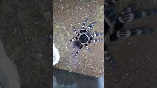 Feeding Saturday. Tarantulas and a gecko.