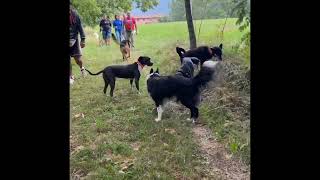 Cani dello stesso liberi? Si, si può se sai come farlo.