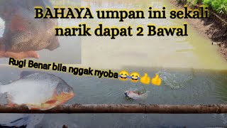 Lihat"REKOR BROO..!! BAHAYA Satu Koja hampir penuh,,Umpan paling jitu ikan bawal