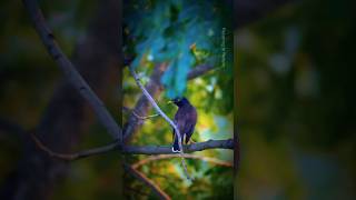 Beautiful Birds and Chirping Sound #shorts #bird #chirping