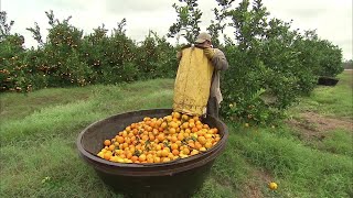 The Life Cycle of Oranges | Modern Agricultural Cultivation, Harvest, and Processing of Orange Juice