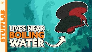 Facts About the Lava Snail | Facts | Stuff Lab