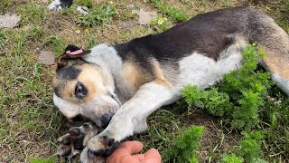 Sevimli Köpek Kendini Sevdirmek İçin Bekliyor