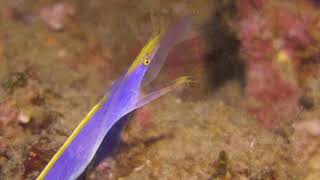 The Divemaster Diaries - 'Ribbon Eel on 7 Mile'