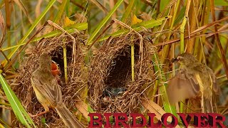 Bird feeding single baby in the torn nest.