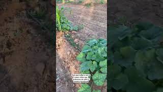 Nuevo video en nuestro Facebook encuéntranos cómo los rancheritos de Sinaloa