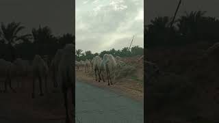 A group of camel crossed the road 🛣️