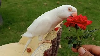 White Ringneck Parrot with Red Rose / Talking Parrot snow ❄️🌨️