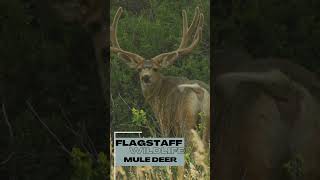 Flagstaff Wildlife - Mule Deer #flagstaff #wildlife