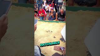 Incredible Sea Turtle Hatchling Moment...🥹🥹 #animalrescue #animalshorts