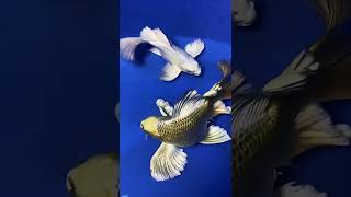 This fin is like a fan! Pretty, right? #ornamental fish #butterfly carp #aquarium kuaishou