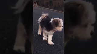 #dog #funny #shorts