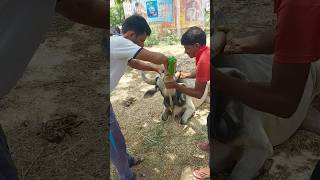 Please Care me 🙏😔 #shorts #viral #pleasehelpme #saveanimals #radhegovindavlogs