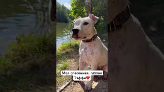 Люблю бесконечно!❤️ #глухаясобака #глухаятэффи #dog