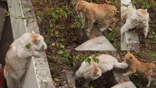 Pet cat vs stray cat 6th episode/cats fight over territory/watch with sound/Wild Cat vs PetCat fight