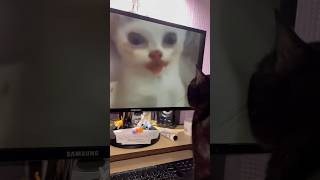 Мурчик дивиться котячі мемчики #shortvideo #shortsvideo #shorts #cat #memes