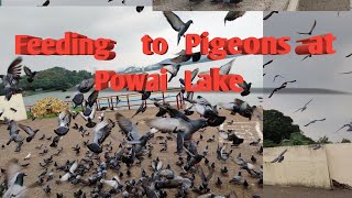 Pigeons at Powai | Lake|पवई झील में कबूतर